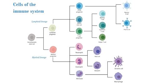 [DIAGRAM] Diagram Of Immune System - MYDIAGRAM.ONLINE