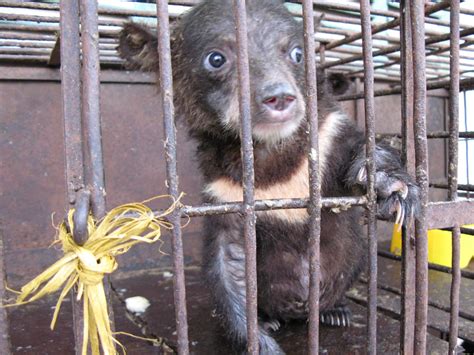 With the right help, bears can recover from the torture of bile farming