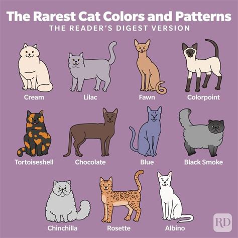 11 Rare Cat Colors and Patterns and How Cats Inherit These Traits