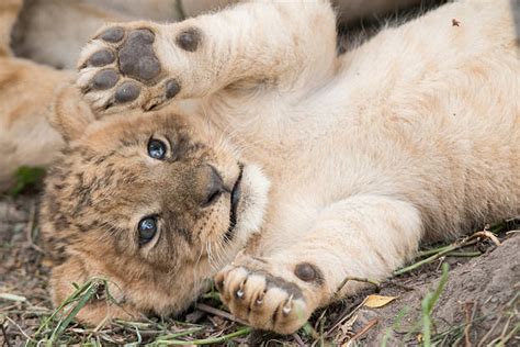 Lion Cubs Playing Pictures, Images and Stock Photos - iStock