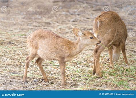 Baby Deer Family on Dry Grass Stock Photo - Image of spring, brown ...