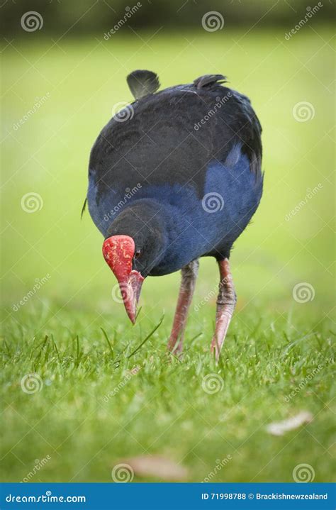 Pukeko stock photo. Image of nature, wildlife, pukeko - 71998788