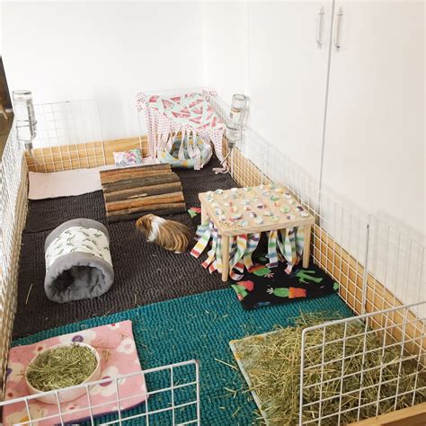 Guinea Pigs: Cage Sizes - Gizmo & Co