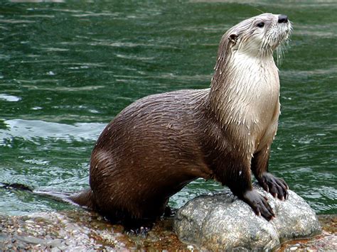 Abe's Animals: Japanese river otter (Lutra Lutra Whiteleyi)