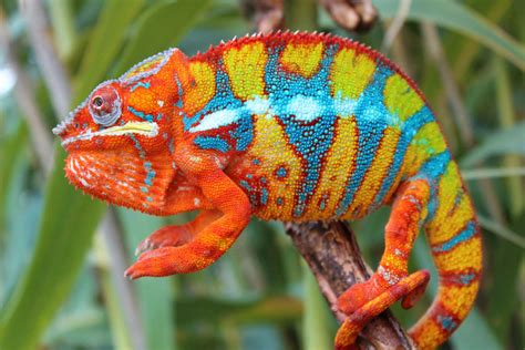 Ambanja Panther Chameleon, Bonsai- my Ambanja panther chameleon ...