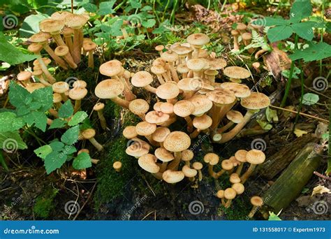 Armillaria Mellea, Group of Edible Mushrooms Growing on Stump in the ...