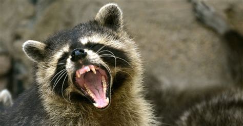 Raccoon Teeth: Everything You Need to Know - A-Z Animals