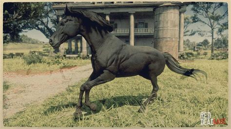 Black Arabian Horse | RDR2 & Online Horse Stats & Locations