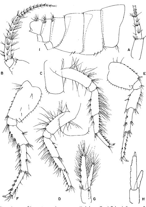 Figure 13 from Freshwater Gammarus Species from Europe, North Africa ...