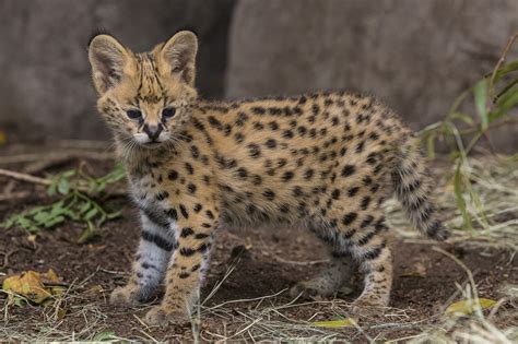 Hello, Kitty! Serval Kitten Makes His Public Debut at San Diego Zoo ...