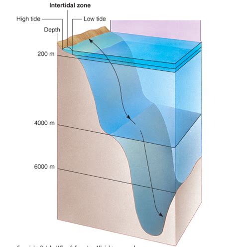 Ocean Zones Diagram | Quizlet