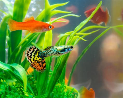 Top 10 Best Freshwater Fish For Your Aquarium - Petland Texas