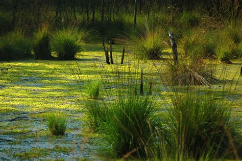 Bog | Definition, Types, Ecology, Plants, Formation, Structure, & Facts ...