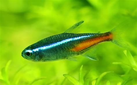 Neon Tetra Fish - The Care, Feeding and Breeding of Neon Tetras ...