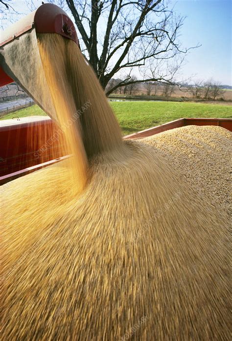 Harvesting soya beans - Stock Image - E770/1822 - Science Photo Library