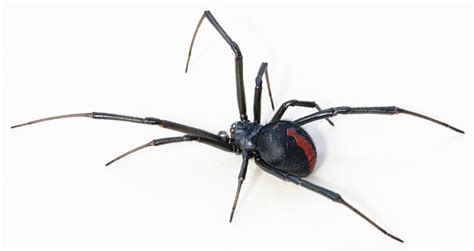 Also known as the Australian redback.