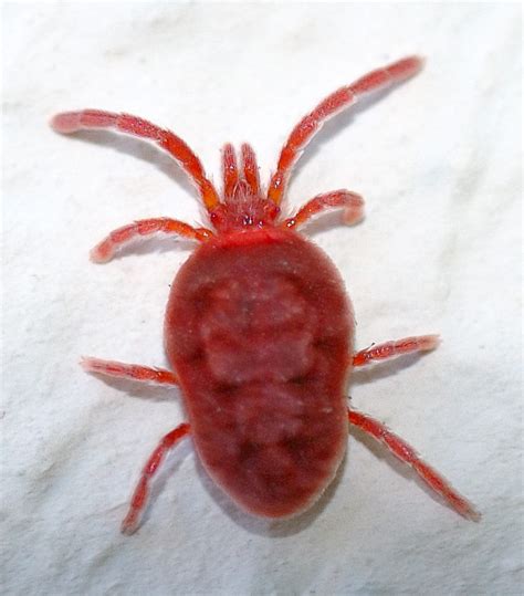 Chiggers and Trombiculosis/Nebraska Forest Service | Maybaygiare.org