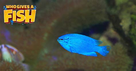 Blue Damselfish - Who Gives A Fish