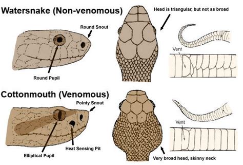 How to Identify Venomous Snakes in the Wild or at Home | Survival ...