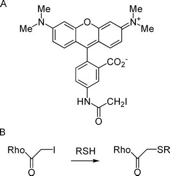 Figure S1 Structure of 5-IATR and the substitution reaction (A ...