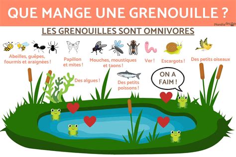 Que mange une grenouille ? - Alimentation des grenouilles