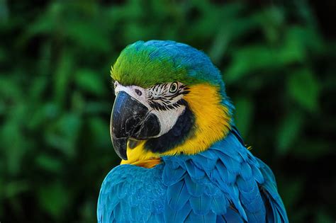 Macaw Parrot Names 216+ Cute & Best Ideas - PetShoper