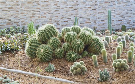 15 Cactus Garden Ideas (Photos) - Garden Lovers Club