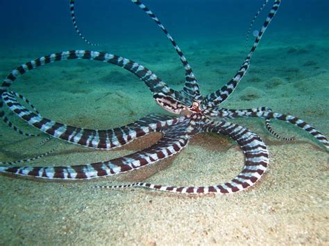 Sea Creatures’ Most Amazing Camouflage | Atlantis Bali Diving