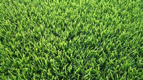 Premium Kentucky Blue Grass Sod - Blue Grass Nursery, Sod and Garden ...