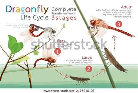 2 Dragonfly Lay Life Cycle Stock Vectors and Vector Art | Shutterstock