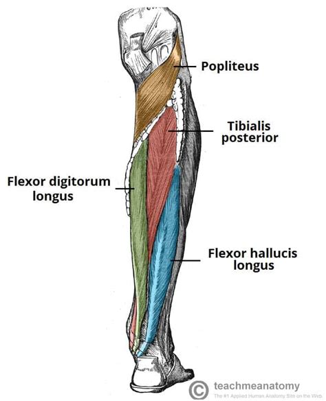 Flexor Hallucis Longus - Actions - Attachments - TeachMeAnatomy