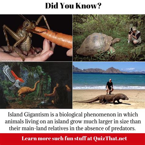 The reason for Island Gigantism #didyouknow | Biological phenomena, Did ...