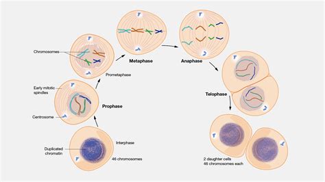 Which of the Following Produces Identical Nuclei in Cells - LeominPatrick