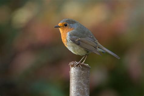 Robin Bird Photography, HD Birds, 4k Wallpapers, Images, Backgrounds ...