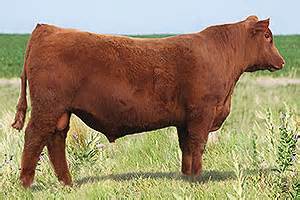 Why Red Angus - Cattle and Bulls for Sale