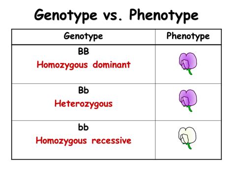 Heredity - Presentation Biology