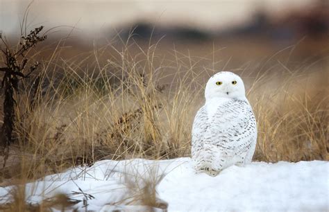 Facts About Snowy Owls