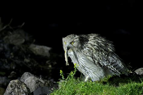 Living on Earth: BirdNote®: Blakiston’s Fish Owl