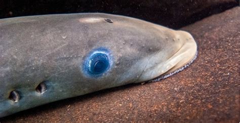 Creature Feature: Pacific Lamprey - Island Fisherman Magazine