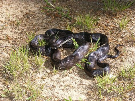 That's why they call it a chicken snake — The Homesteader's Place ...