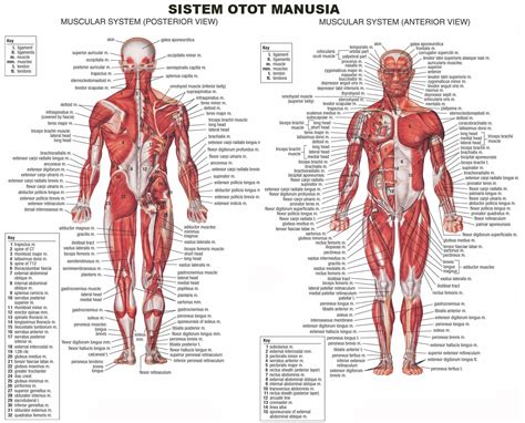 Ilmu pengetahuan: Pengertian Sistem Otot Manusia Lengkap Jenis, Fungsi ...