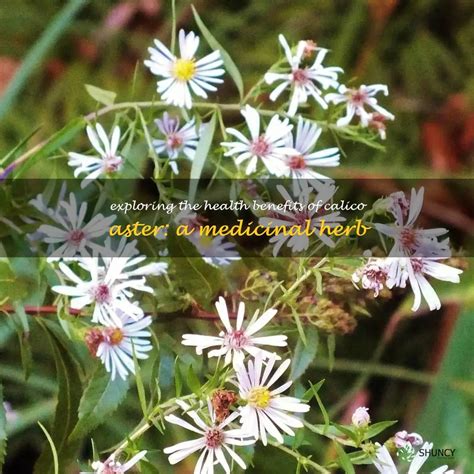 Exploring The Health Benefits Of Calico Aster: A Medicinal Herb | ShunCy