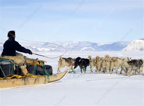 Inuit Sled Dog