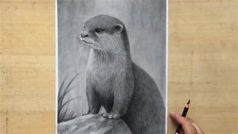 Charcoal Pencil Drawing of an Otter - Wildlife Art - YouTube