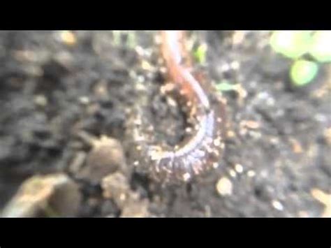 Earthworm in its habitat - YouTube