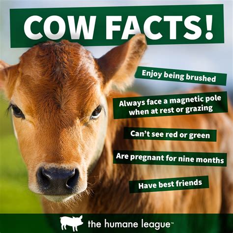 Cow Facts | Cow facts, Animal facts, Animal activism