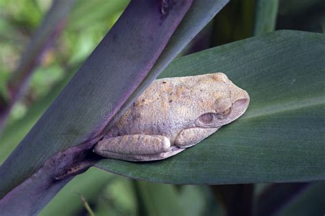 True Tree Frog Sighted in the Atlantic Rainforest Stock Image - Image ...