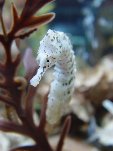 Seahorse Facts for Kids | Seahorses | Why Are Sea Horses Unique