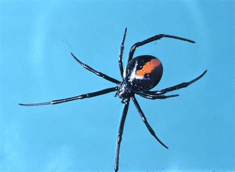 Redback Spider - The Australian Museum