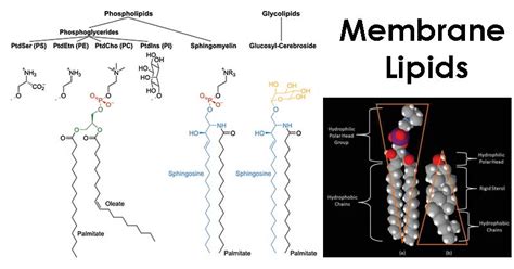 Membrane Lipids: Composition, Structure, Functions